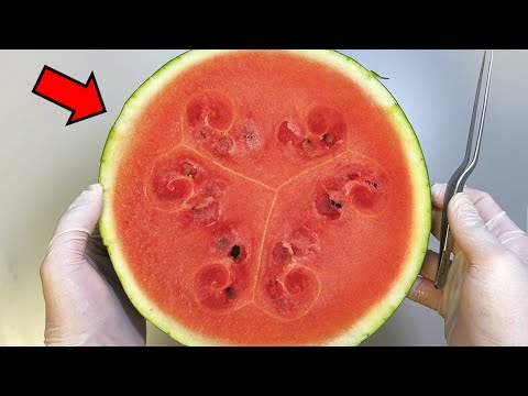 庭の侵入植物 ミモザ 冬が庭を飾る 素晴らしい開花 イエローゴールド