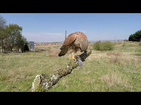 Kestrel with vole