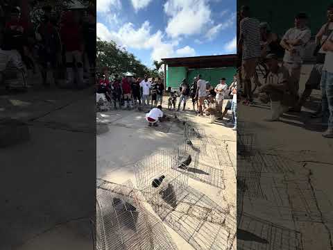 Quinta pluma loca Colón matanzas