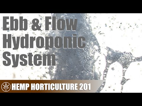 Growing Hemp With An Ebb & Flow System