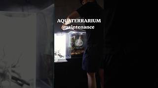 アカハライモリのアクアテラリウムをメンテナンス#shorts #テラリウム #terrarium
