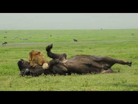 Amazing Footage of a Male Lion Taking Down a Buffalo with Consumate Ease Befofe your Very Eyes!