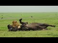 Amazing Footage of a Male Lion Taking Down a Buffalo with Consumate Ease Befofe your Very Eyes!