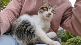 This cat fell asleep on my lap when we first met