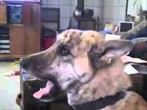 Really funny video  This dogs loves bacon  The Maple Kind!