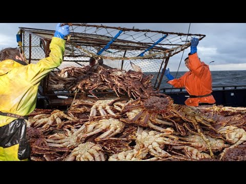 Wow! Big Alaska King Crab Fishing Under The Sea - Fastest Catching A Lot Crabs Live On The Boat