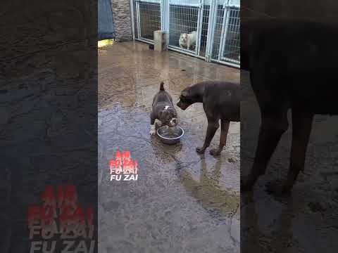🤬American Bully vs Doberman Dog#love #america #jammu #usa #americanbully #fight #dogfight