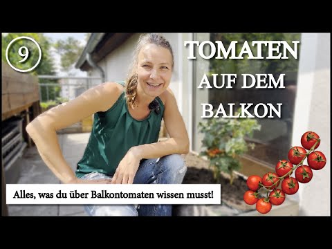 Tomaten auf dem Balkon 🍅 Tipps und Tricks!