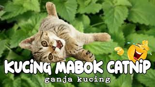 Download lagu Kucing mabuk catnip (ganja kucing) mp3