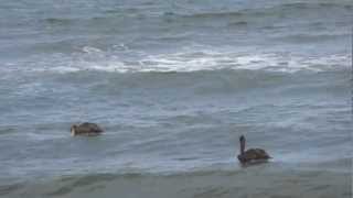 preview picture of video 'Pelicans at the Diving Pelican Inn'