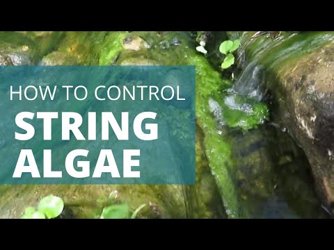 So You have a Problem with String Algae huh?