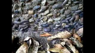 Pillbugs in my parking lot