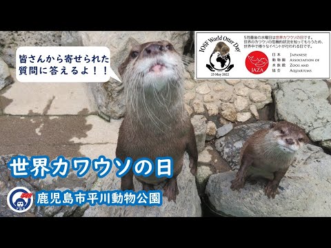 平川動物公園「世界カワウソの日2022」質問にお答えします！