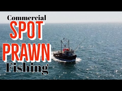COMMERCIAL SPOT PRAWN FISHING BRITISH COLUMBIA