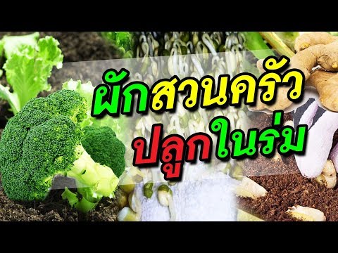 สิ่งที่ครีมจะเลือกที่จะเพิ่มสมาชิก วิดีโอภายใต้เชื้อโรคม้า