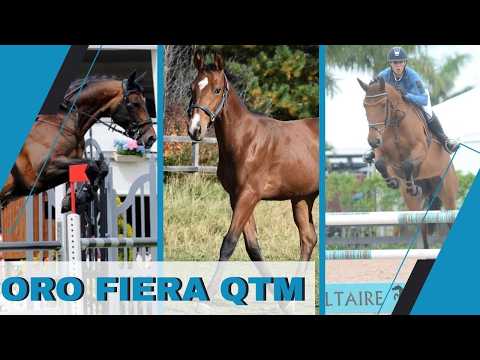 Oro Fiera QTM video 3