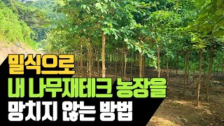 밀식으로 내 나무재테크 농장을 망치지 않는 비법 | 나무…