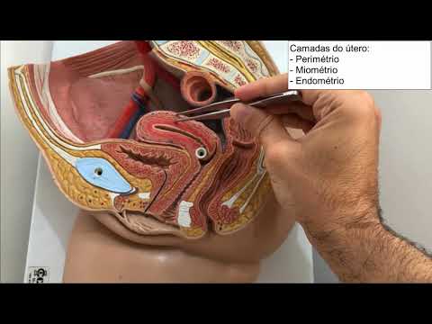 Female Genitals _ Practical Class