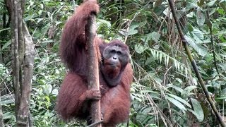 preview picture of video 'Malaysia / Borneo-Sarawak Semenggoh Wildlife Rehabilitation Centre'