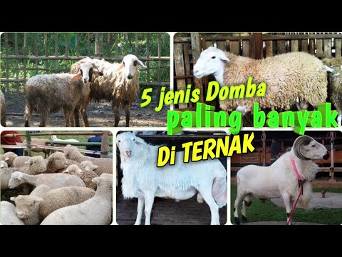 , title : '5 Jenis Domba paling banyak di ternak di indonesia. PEMULA WAJIB TAU #domba #jenisdomba #biribiri'