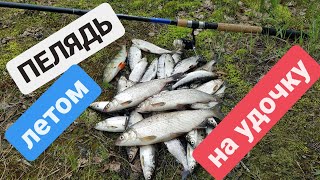 На что клюет пелядь летом