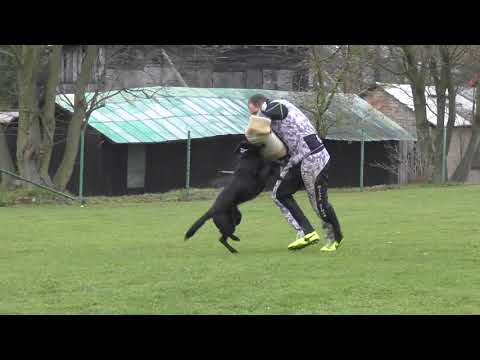 Svod NO 2017 - Jenny Japedo