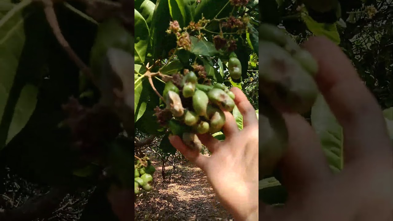 ចន្ទីផ្លែរើសហែរហើយ