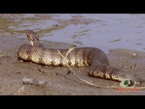 World's Largest Cottonmouth Snake - Mossy Oak