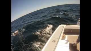preview picture of video 'Labrador Fishing Charters - Deep Sea Fishing Charter Blue Fin Tuna'