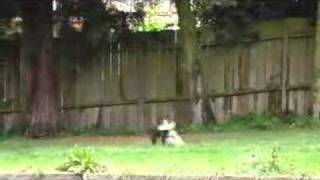 In Love - Dog &amp; His Boy - Deep Dish