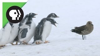 Download lagu Penguin Chicks Fend Off Predator mp3