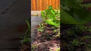 3 MONTH GREEN BEAN PLANT TIMELAPSE