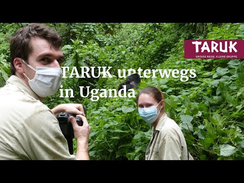 Gorillas im Nebel - TARUK Mitarbeiterin Josephine Klenk in Uganda