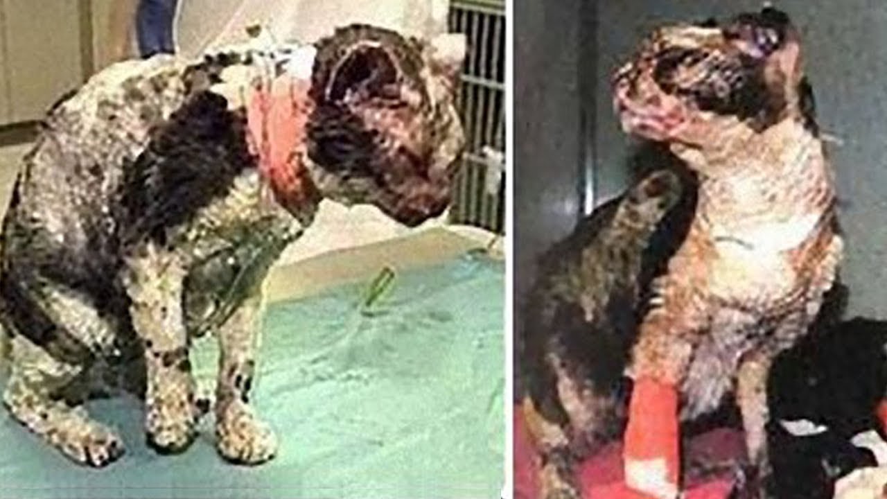 たとえ我が身が焼かれても…炎に飛び込み５匹の子猫を助けた伝説の母猫