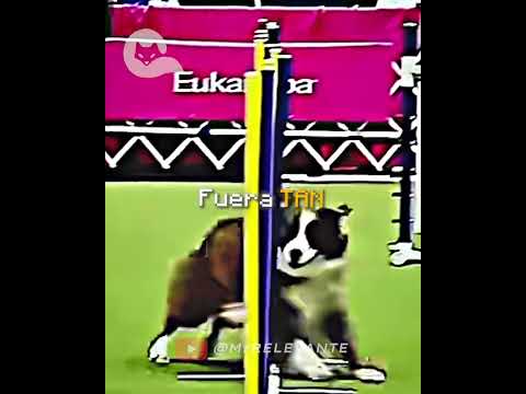 The FASTEST Dog 🤯 #mrrelevant #edits