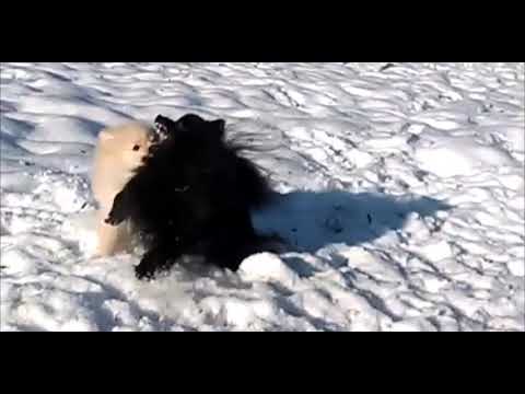 PLAY in snow Pomeranian Puppies German Spitz cutest dogs