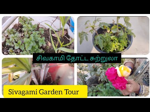 Sivagami Gardening Tour | #tamil #gardening #south #southindian#song #trending #viral@jayas_garden_8573