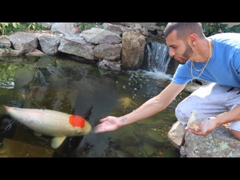 Surprising best friend with DREAM KOI!! **Beautiful**