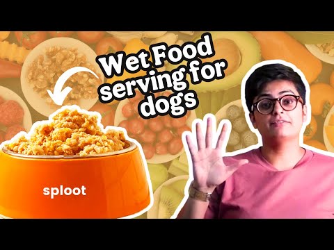 Don't Make This Mistake! Ultimate Wet Food Serving Guide for Dogs