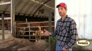 Sugar beets may replace corn for cattle feed