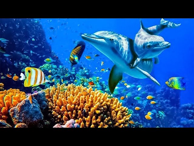 Relaxing Music to Relieve Stress, Anxiety and Depression • Mind, Body 🐬 Soothing music for nerves SDDEFAULT Thumbnail