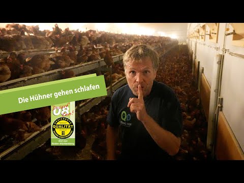 Pssst: Die Hühner gehen schlafen und das am liebsten auf der Stange
