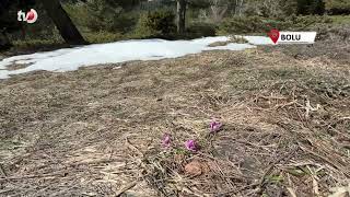 Boluda İki Mevsim Bir Arada Yaşanıyor Karlar Arasında Çiğdemler Çiçek Açtı