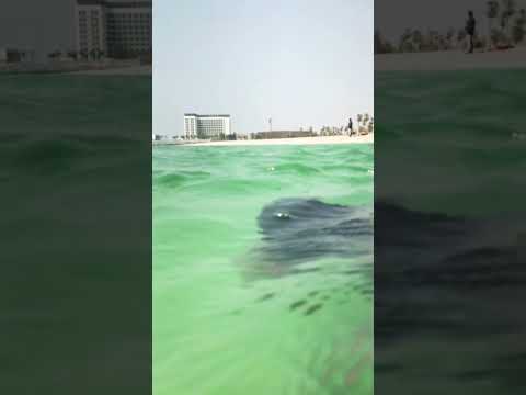 Beach 🏝 🏖 Funny