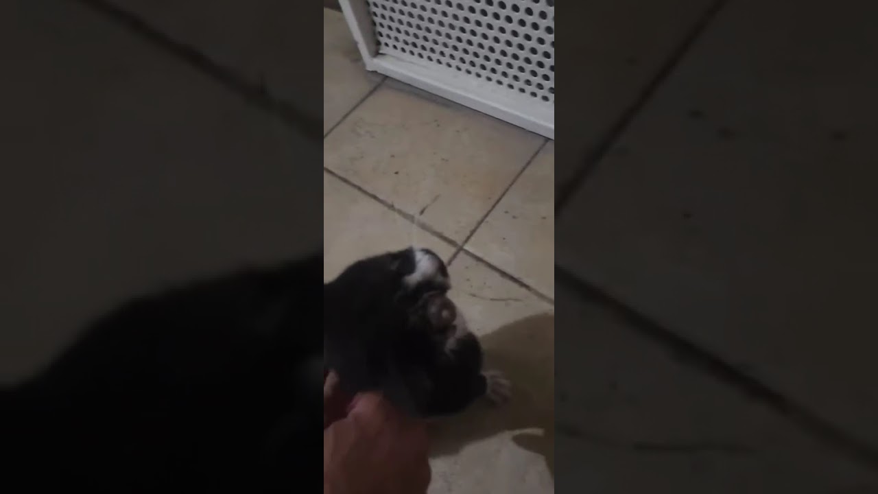 Lexi video