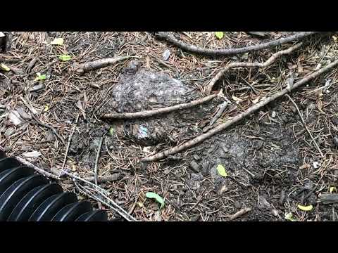 Found a Colony of Carpenter Ants in the Mulch Bed in Beach Haven, NJ