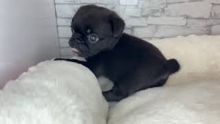 ハーフ犬の動画01