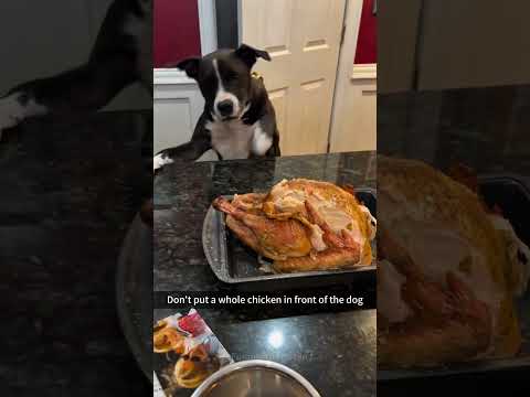 #dogs #foryou #funnypets