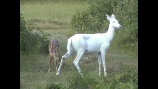 preview picture of video 'One of Boulder Junction's beautiful ghost albino deer with brown fawn, July 2012'