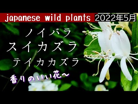常緑スイカズラ 植物